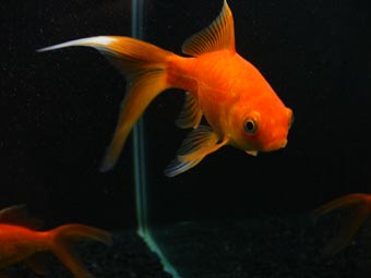 Goldfish Fantail