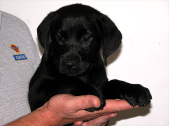 Labrador black