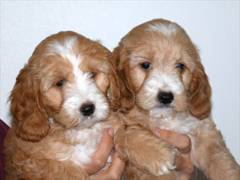 Spoodle Puppies on This Is A Cross Between A Cocker Spaniel And A Poodle   May Be A
